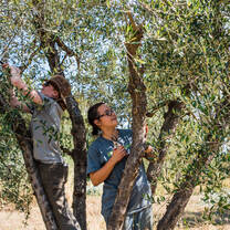 Two young interns in the Orchards looking at a tree
