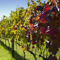 Vineyard trees in a row in the sun