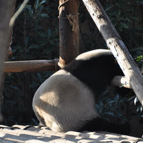 Zoo of Qingdao 