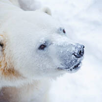 Polar Bear 