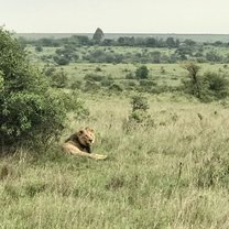 Nairobi National Park 