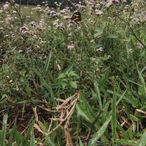 A quick snapshot of a beautiful butterfly resting on flowers! 