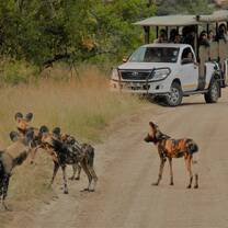 African Wild Dogs on Game Drive