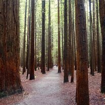 Forests!
