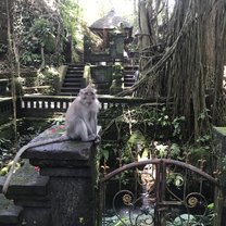 Monkey forest