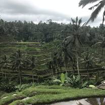 Bali rice fields