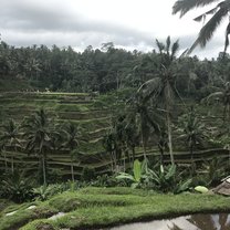 Bali rice fields