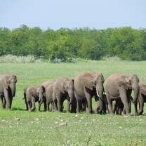 Family of Elephants