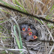 Grassland Finch nest