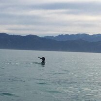 Whale watching Kaikoura