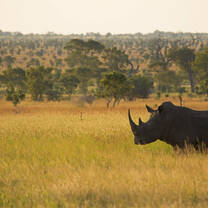 White Rhino in the plains of South Africa