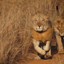 Lion 