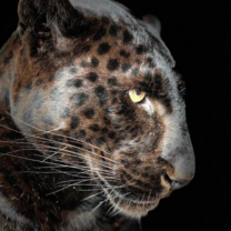 Panther