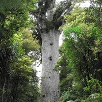 View of a tree