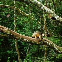 A tree kangaroo in a tree