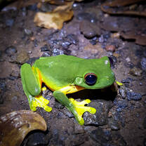 Green frog