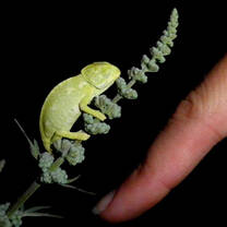 Terrestrial Conservation internships in Samos Island Greece