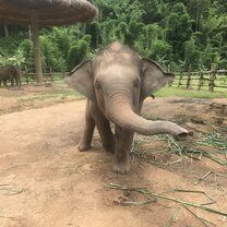 Baby elephant