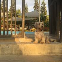 Luna, one of the dogs that live at our hotel, staring off into the sunset.