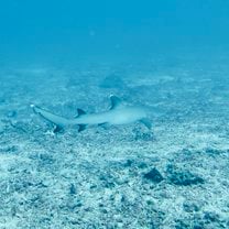 Whitetip reef shark at Shark Point
