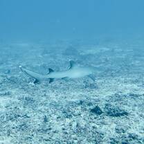 Whitetip reef shark at Shark Point