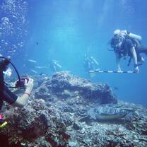 Turtle identifying