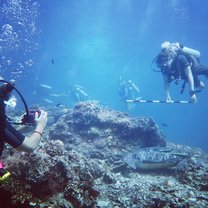 Turtle identifying
