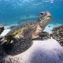 Sea turtle chillin in Ningaloo reef