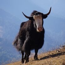Bhutanese animal