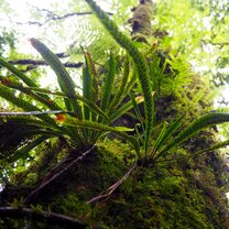 Plants