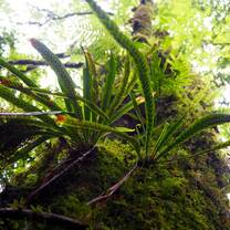 Plants