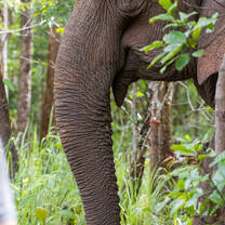 Asian elephant