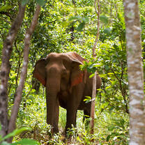 Asian elephant