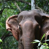Asian elephant