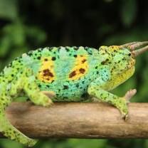 Chameleon on trek to see the mountain gorillas