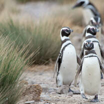 Penguins walking in a line