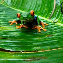 SFS Costa Rica Summer II