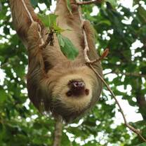 SFS Costa Rica - sloth hanging out