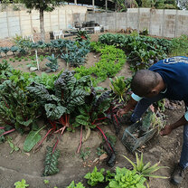 Eco Agriculture in Guatemala