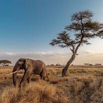 Elephant, Maasai Mara