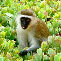 SFS Kenya Semester