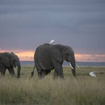 SFS Kenya Semester