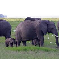 SFS Kenya Semester