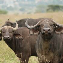 Buffalo