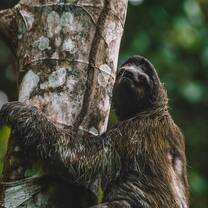 SFS Panama - sloths abound!
