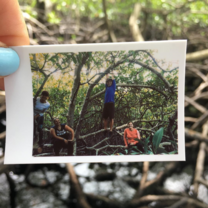 SFS Panama - mangroves