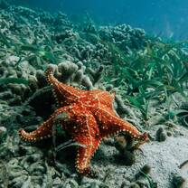 SFS Panama - sea star