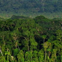 a view over the tree tops