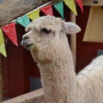 llama and party bunting