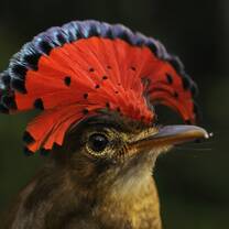 a beautiful bird